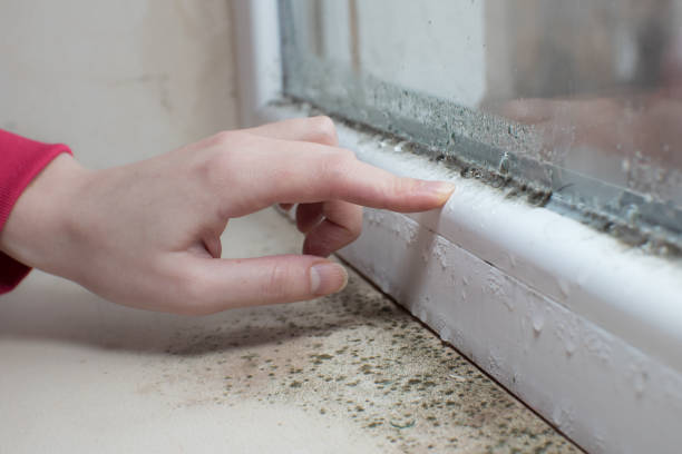 Best Mold Prevention Services  in Pocola, OK